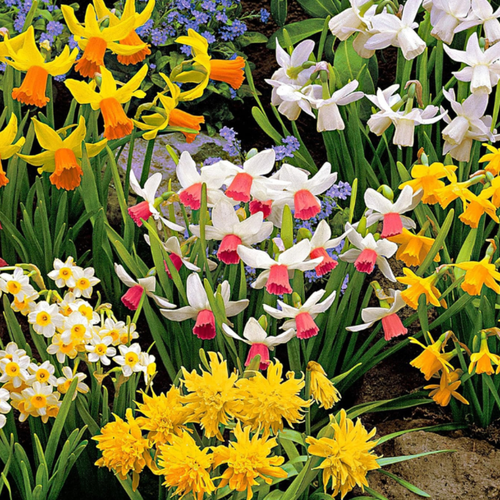 ���� ������� ���� MIX (3 ��������)