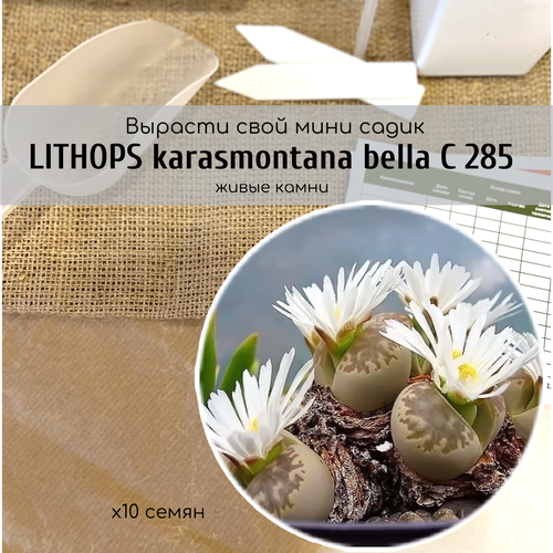    Lithops karasmontana bella (  ,  )   -.  