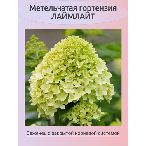 ���� ����������� ��������� ��������