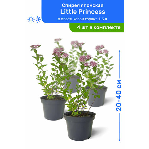    Little Princess ( ) 20-40     1-3 , ,   ,   4 