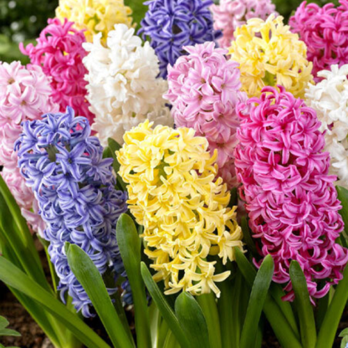 ���� �������� �������� MIXED ( 5 �� )