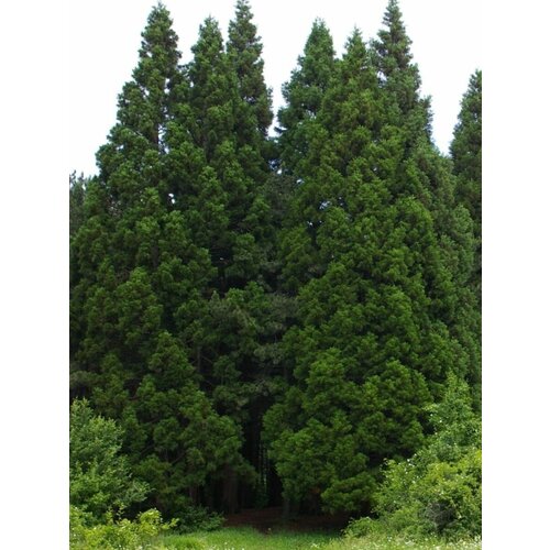     ( ) / Sequoiadendron giganteum, 15 