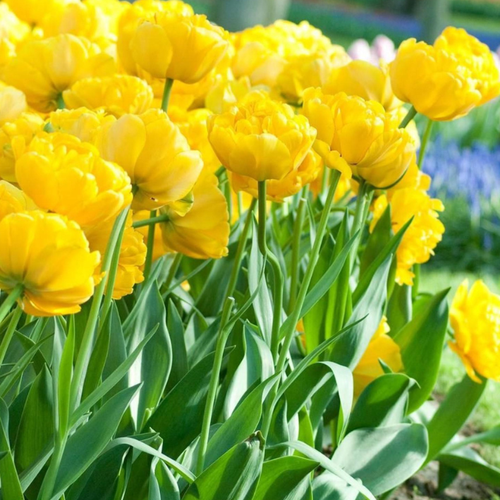 ���� �������� �������� YELLOW POMPONETTE ( 5 �� )