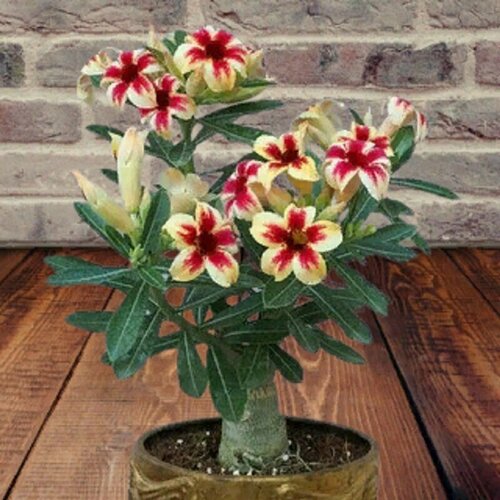 ���� ������� Sugar, �����, ������