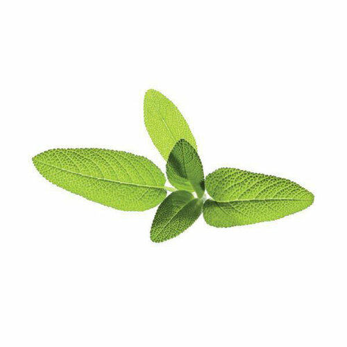   Click And Grow   Click And Grow Garden Sage 3 .    Click And Grow   -     , -,   