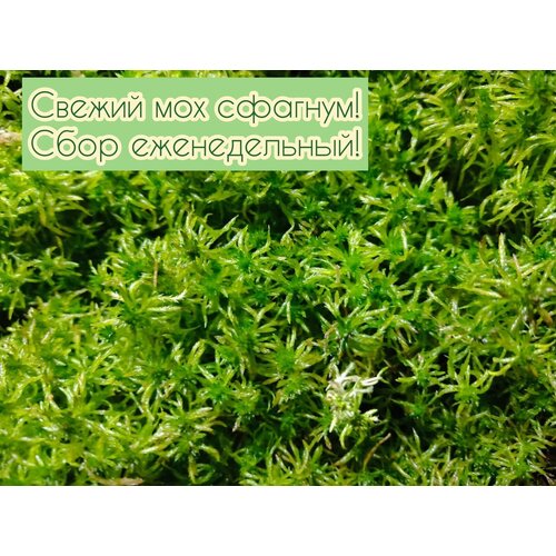 ���� ��� ������� ������������� 300�����, 2400��.