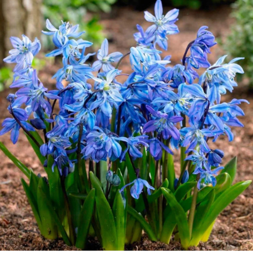 ���� ������ SIBERICA (10 �������)