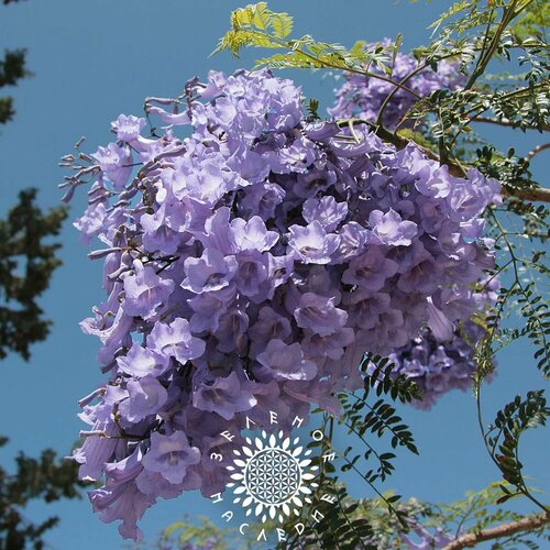      -   (. Jacaranda mimosifolia) 20   -     , -  