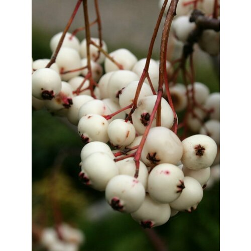     ʸ (Sorbus koehneana), 10   -     , -  