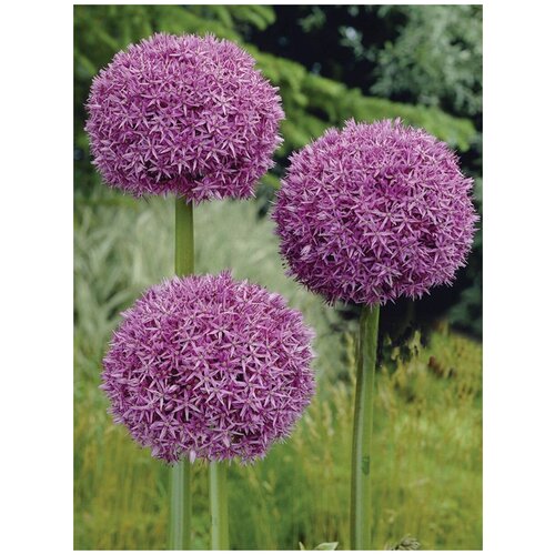       (Allium giganteum), 15   -     , -  