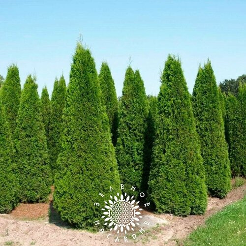       (. Thuja occidentalis Brabant) 100   -     , -  