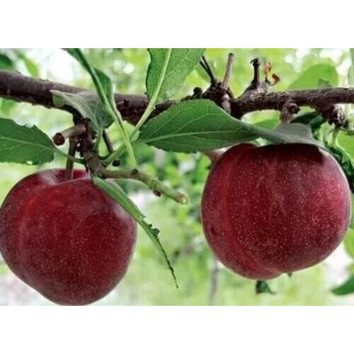 ���� ������� �������� ����� ����