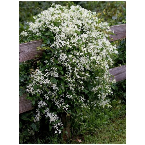      (Clematis terniflora), 360   -     , -,   