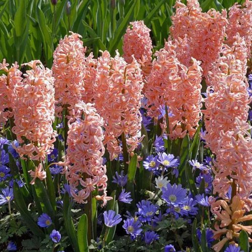 ���� ������� GIPSY QUEEN (4 ��������)