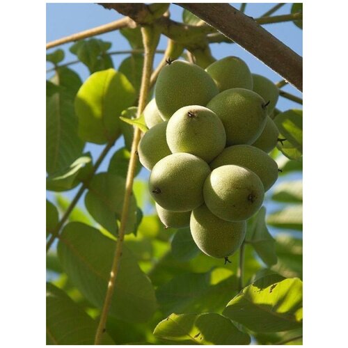       (Juglans ailanthifolia cordiformis), 5   -     , -,   