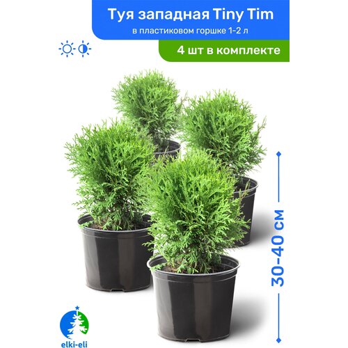    Tiny Tim ( ) 30-40     1-2 , ,   ,   4 
