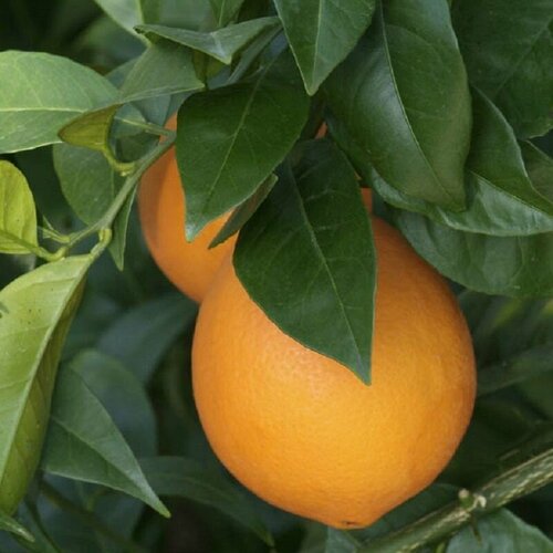      - Citrus sinensis Washington navel (   40-70 ) / ,   ,  /  , ,     -     , -  