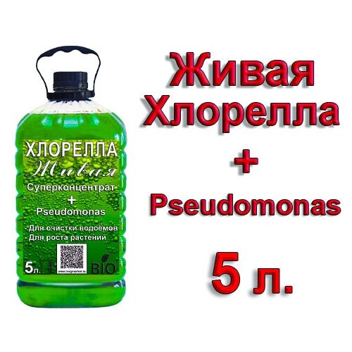     +   Pseudomonas, 5   -     , -  