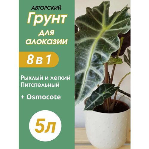 ���� ����� ��� �������� 5�