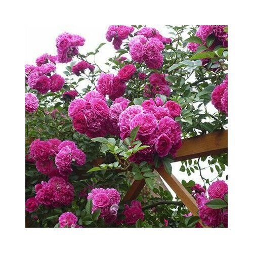 ���� ���� ��������� ���� ��������