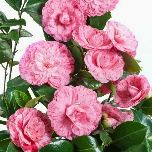 ���� ������� �������� ������ �������� (1 �������)