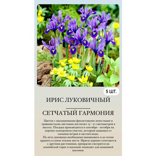 ���� ���� ���������� �������� ����������� ��������