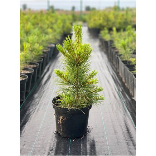 ���� ������� ����� (����� ��������� ��������) �������� �����������