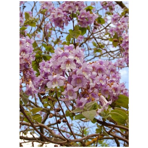       Z07 (Paulownia Pao Tong Z07), 100   -     , -  