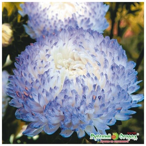 ���� ������. �����. ����� 