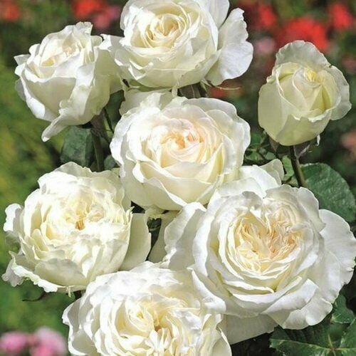 ���� ���� ���������� ������ 2 ��