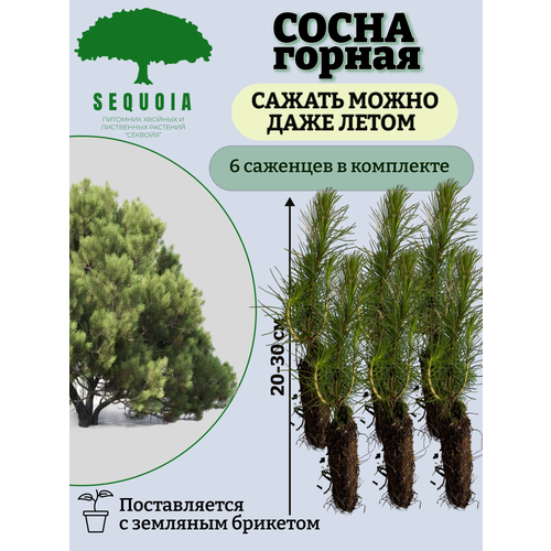 ���� ����� ������ 6 ��������