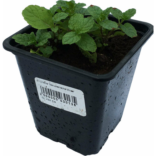 ���� ������� ���� � ������ D9 �25 1 ��