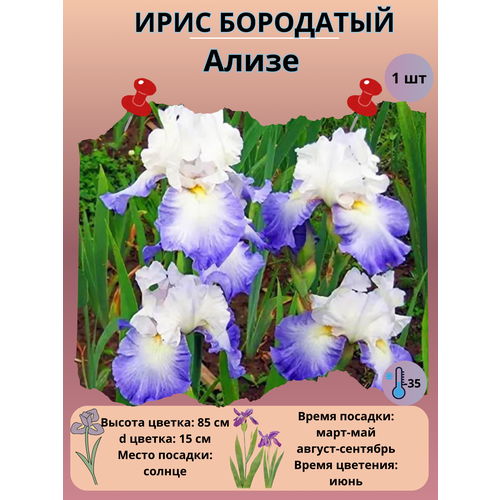 ���� ���� ��������� �����, ����������� �����