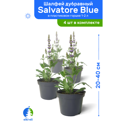     Salvatore Blue ( ) 20-40     1-2 , ,    ,   4   -     , -,   