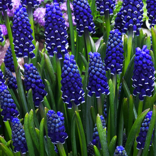 ���� ������� DARK EYES (10 �������)