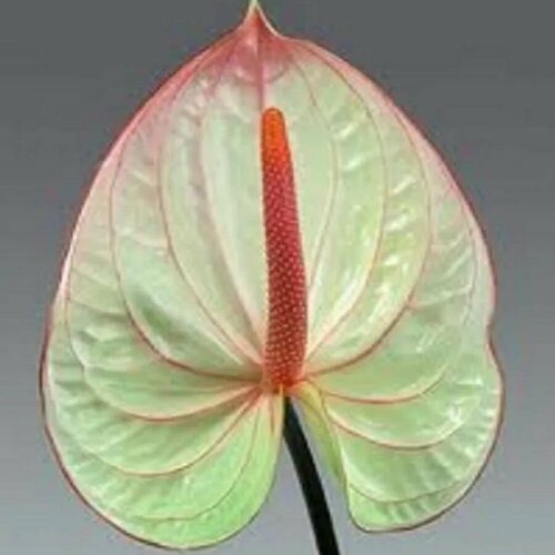   , Anthurium Fantasia, 