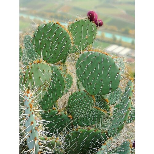      (Opuntia engelmannii), 5 