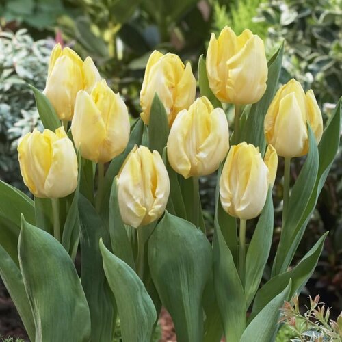      (3 ) Holland Bulbs ()  -     , -  