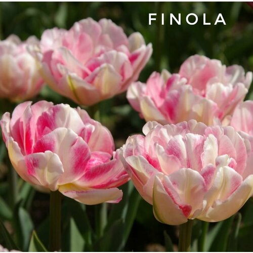     ,  12+  FINOLA - (5 )  -     , -  