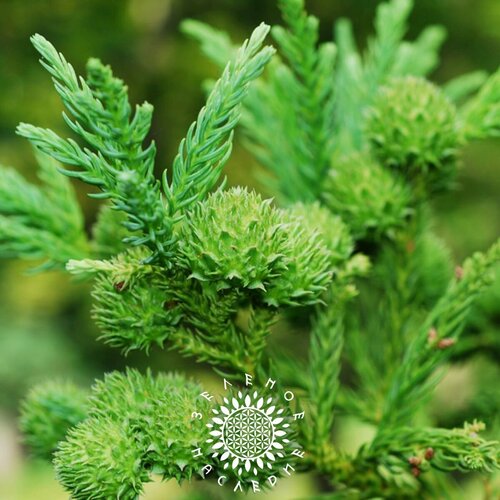     (. Cryptomeria japonica) 50 