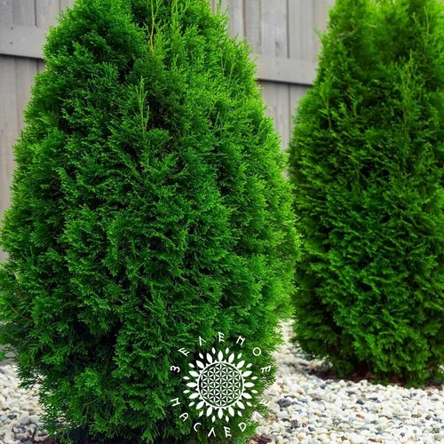       (. Platycladus orientalis) 50  Green Legacy  -     , -  