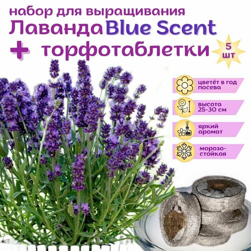 ���� ������� ��� ����� ����������, ������ + �������� ��������, 5 ��, ����� ��� �����������