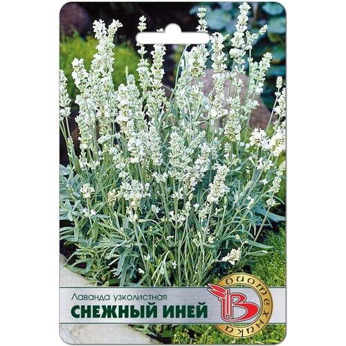 ���� ������ ������� ����������� 