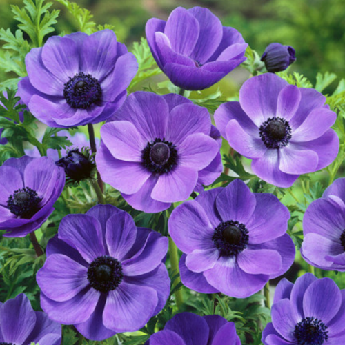 ���� �������� ������� MR. FOKKER ( 10 �� )