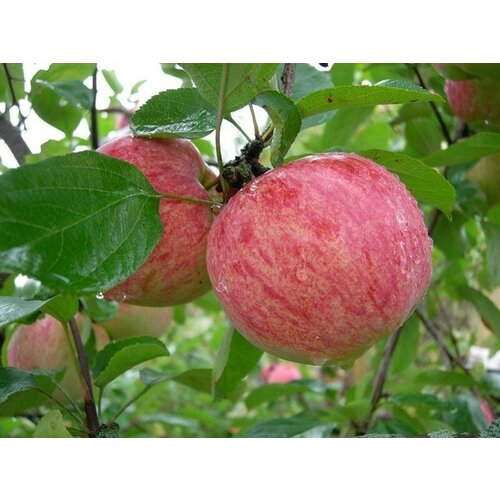 ���� ������� ������ �������� ��������� ( 3-4 ���� , �7,5 , 125-150 �� )