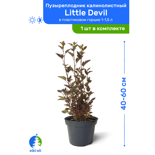    Little Devil ( ) 40-60     1-1,5 , ,   