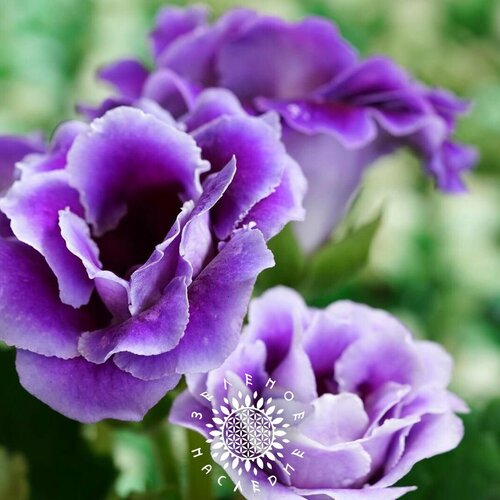      (. Gloxinia Violacea) 20   Green Legacy  -     , -  