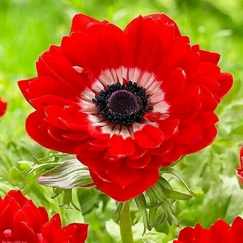 ���� ������� ������� �. �. 5-6 ���������� 5 ��.