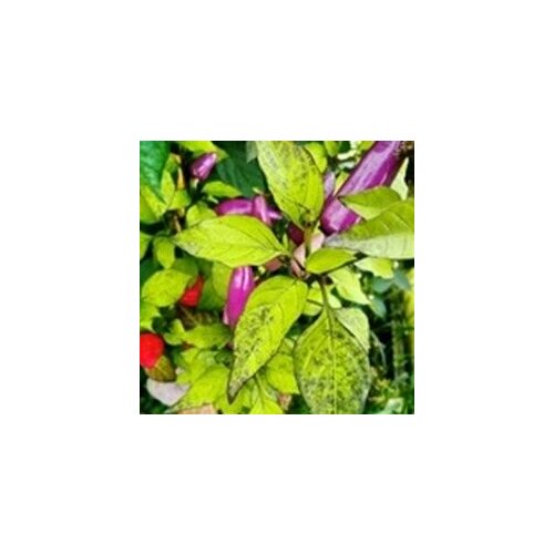      Purple Cayenne , 5  +   -     , -  