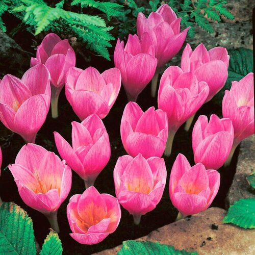 ���� �������� ������ ���� (�������) 5 ��. � ��������